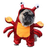 Cat and Dog Costume for Halloween
